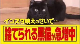 黑猫网红爆料视频大全,揭秘网络红人幕后真相